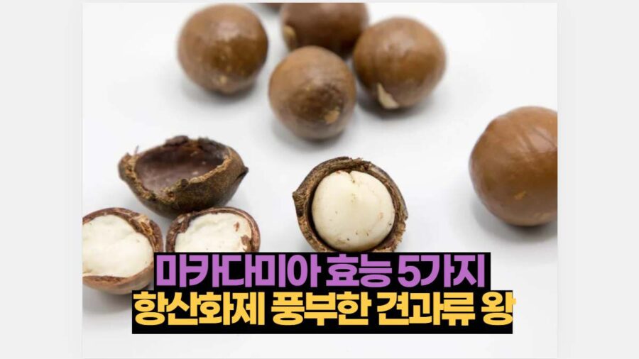 마카다미아 효능 5가지  항산화제 풍부한 견과류 왕