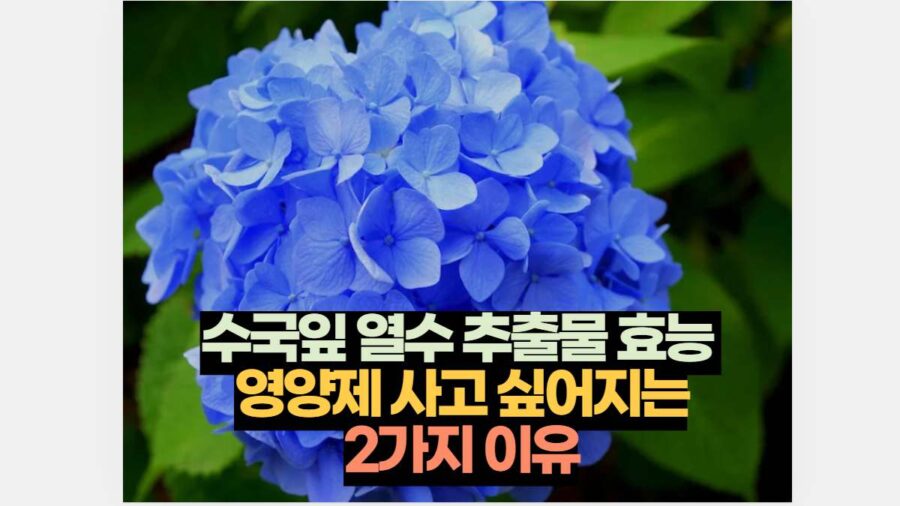 수국잎 열수 추출물 효능  영양제 사고 싶어지는 2가지 이유