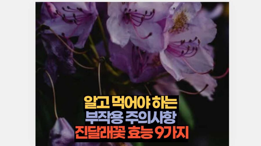 알고 먹어야 하는  부작용 주의사항  진달래꽃 효능 9가지