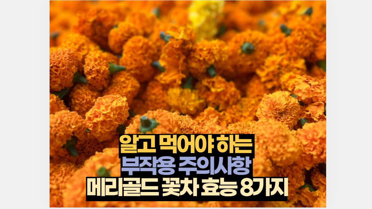 메리골드 꽃차 효능 8가지 꼭 알고 먹어야 하는 부작용 주의사항 | 2026