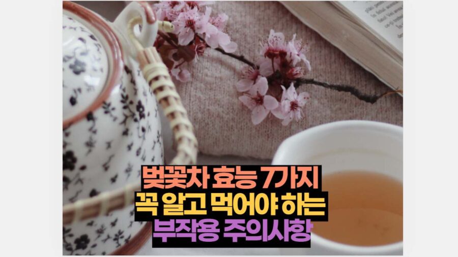 벚꽃차 효능 7가지  꼭 알고 먹어야 하는  부작용 주의사항