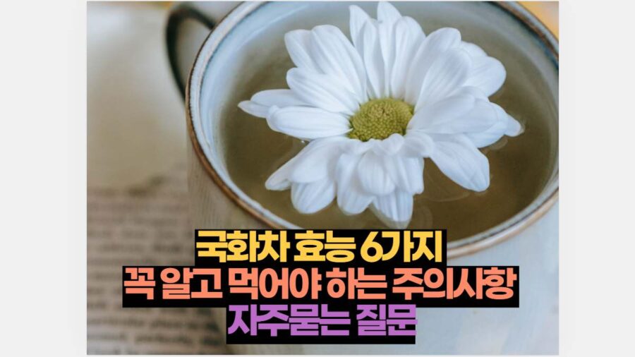 국화차 효능 6가지  꼭 알고 먹어야 하는 주의사항  자주묻는 질문