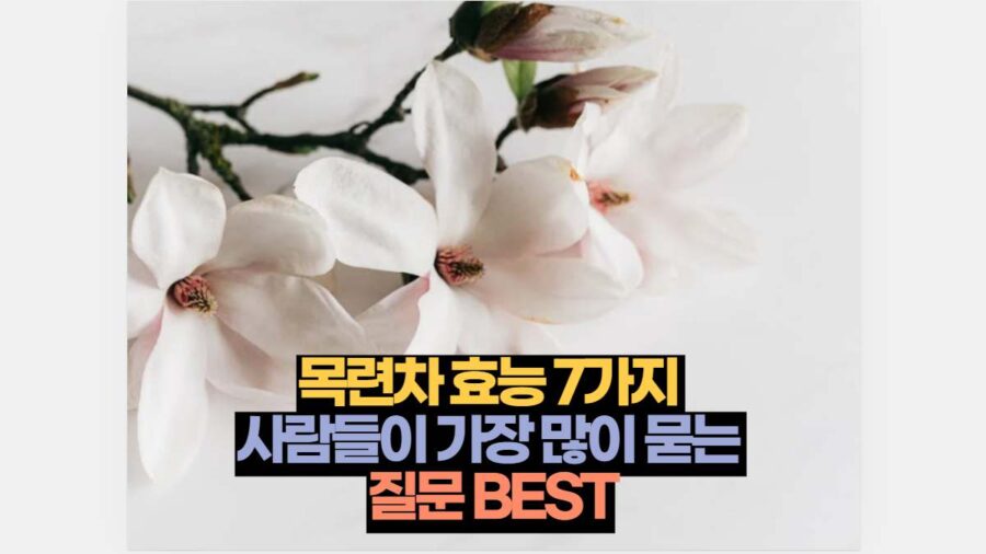 목련차 효능 7가지  사람들이 가장 많이 묻는  질문 BEST