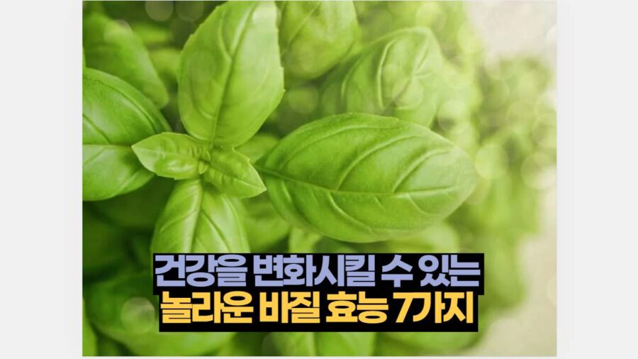 건강을 변화시킬 수 있는  놀라운 바질 효능 7가지 