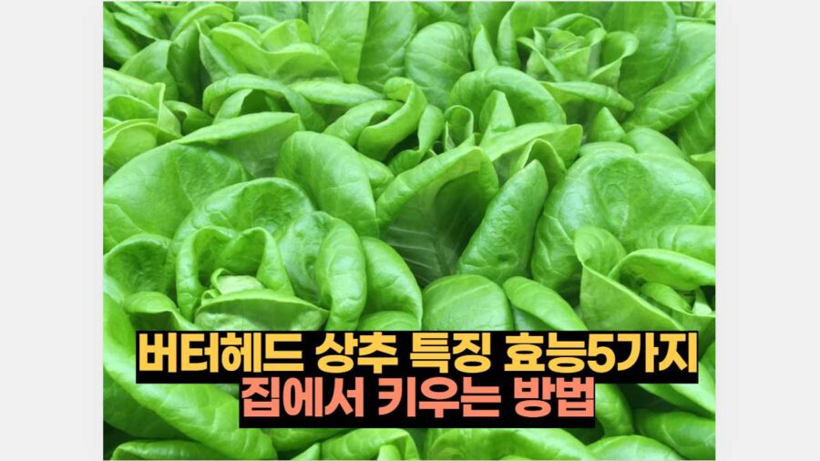 버터헤드 상추 특징 효능5가지 집에서 키우는 방법