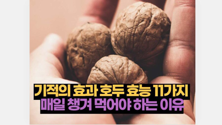 기적의 효과 호두 효능 11가지  매일 챙겨 먹어야 하는 이유