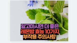 알고마시면 더 좋은 레몬밤 효능 10가지 부작용 주의사항 