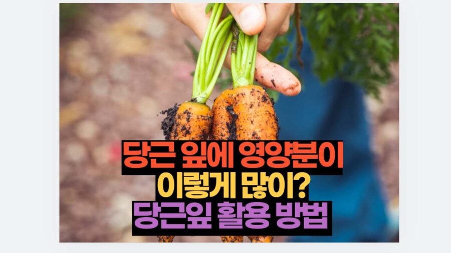 당근 잎에 영양분이 이렇게 많이? 당근잎 활용 방법 