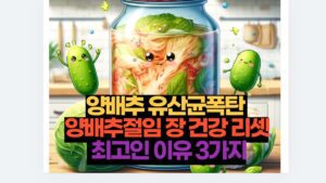 양배추 유산균폭탄  양배추절임 장 건강 리셋  최고인 이유 3가지